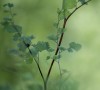 MaidenHair Fern 